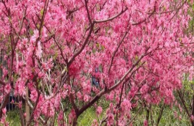 晚熟桃苗的价格是多少？晚熟品种是什么