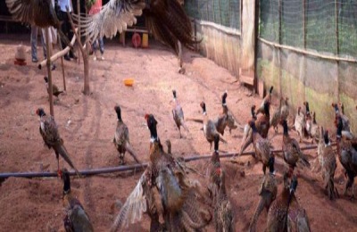 香猪养殖技术要点