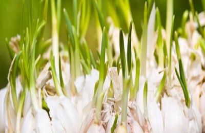 秋分种植什么农作物