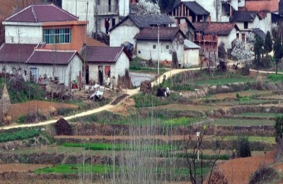 豌豆产地在哪里？有哪些优质品种