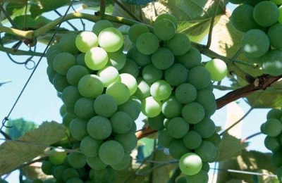 湖南衡阳有什么特产?看看有没有你熟悉的