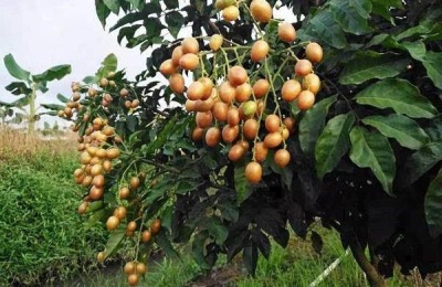 农村种什么水果能赚钱？现在六种热门水果不容错过