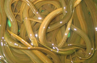 立春10几度黄鳝出来觅食吗,黄鳝什么时候冬眠