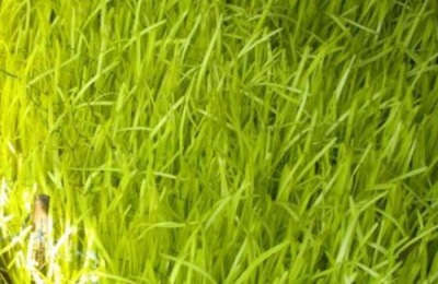 韭黄一亩的利润是多少?韭黄种植前景如何