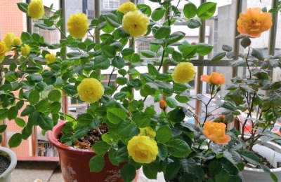 怎样养盆栽玫瑰花