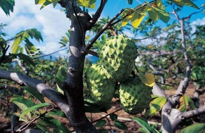 山东平度有哪些特产