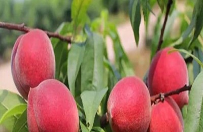 一棵金油蟠桃苗多少钱?哪里有卖