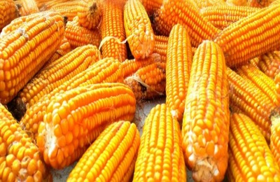 中单808玉米品种介绍