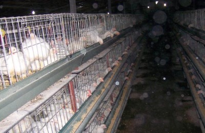 肉鸡每天吃料公式,通过计算合理投喂鸡饲料