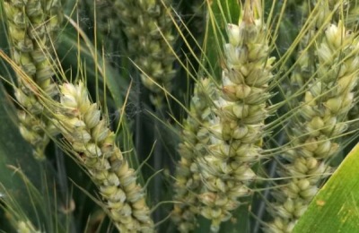 齐民17小麦品种介绍