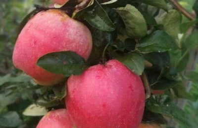 54种苹果品种介绍