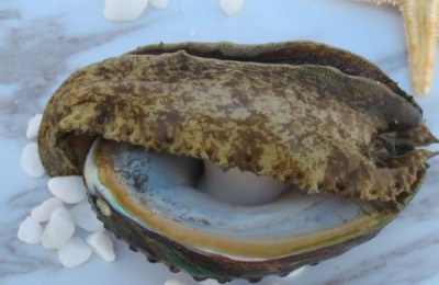 一斤澳宝多少钱?营养价值是什么