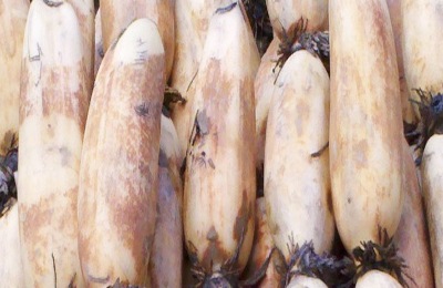 莲藕品种及产地分布