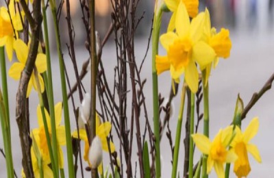 水仙花有哪些品种?哪个品种开花好看