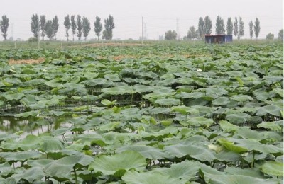 小龙虾市场会怎样？有前景吗