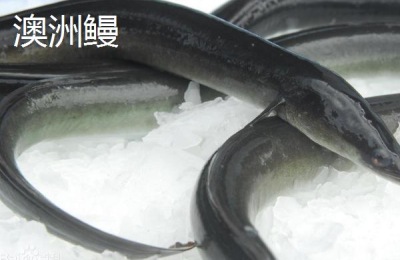 鳗鱼是什么？鳗鱼怎么养