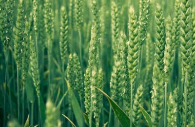 中麦998品种介绍