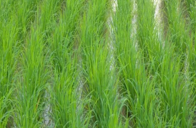 种水稻在什么节气