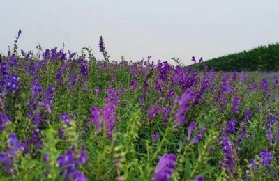 五步蛇养殖技术