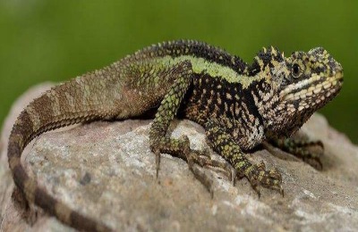 怎样养中国水龙