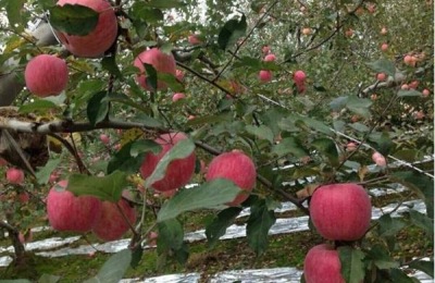 一棵苹果苗多少钱？种苹果赚钱吗