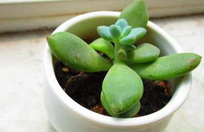 盆栽虎皮兰怎么养才好