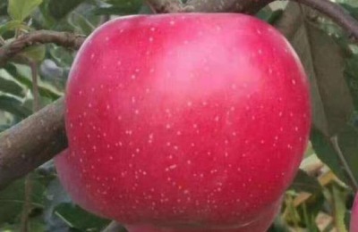 54种苹果品种介绍
