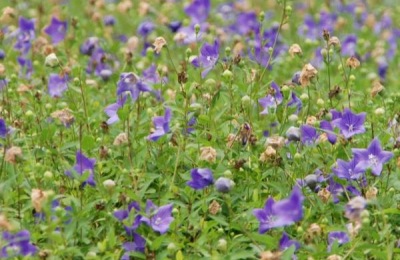 农民种什么中草药赚钱?这六种成本低,利润快