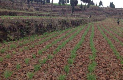 一株黄花菜苗多少钱？黄花菜种植前景如何