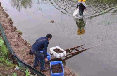 一亩虾塘是多少磷肥