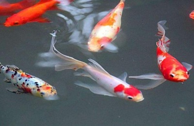 黑锦鲤的产地在哪里?如何区分乌鲤品种