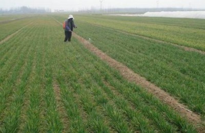 麦子除草剂什么时候打