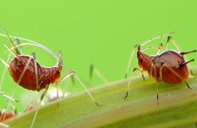 蚜虫的天敌有哪些