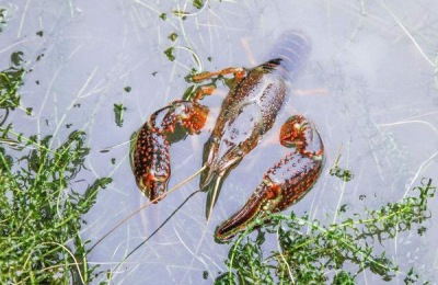 小龙虾苗一斤多少钱？小龙虾养殖成本利润分析