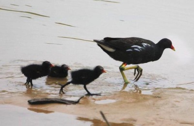 三种蜗牛养殖方法