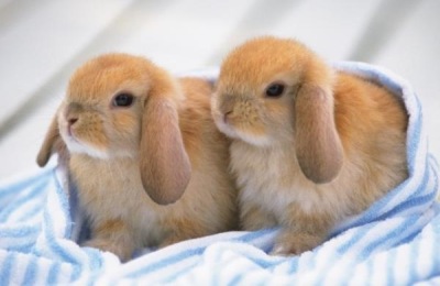 养兔子的利润如何?(附前景分析)