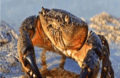 阿根廷鱿鱼产地在哪里？鱿鱼有哪些品种