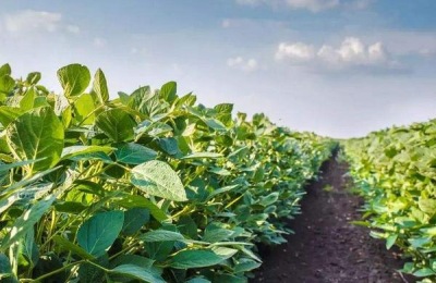 东升3大豆品种介绍