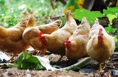 三黄鸡的产地在哪里？养三黄鸡赚钱吗