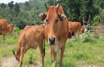 黄牛一般养殖能出多久？怎样养好黄牛