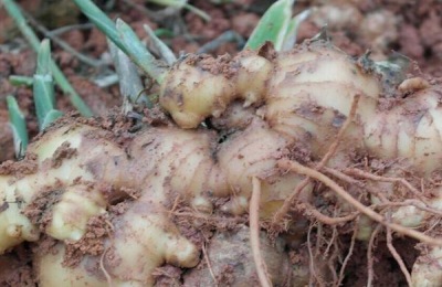 生姜每亩产量是多少?种植成本是多少