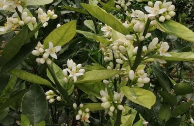 保花保果农药最佳配方,什么时候打合适