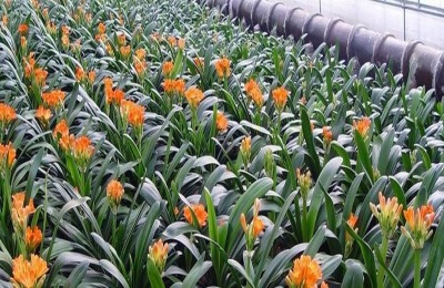 君子兰怎么养得快