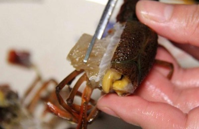 龙虾吃什么？龙虾怎么养不会死