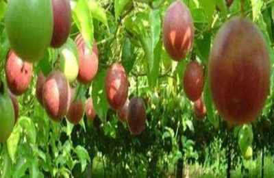 一斤百香果多少钱？种植前景如何