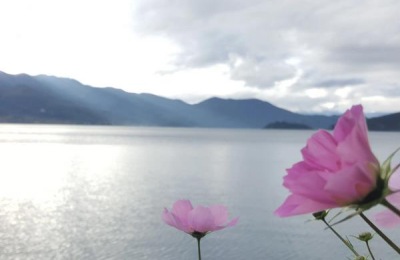 秋葵市场价格一斤多少钱？种植前景如何