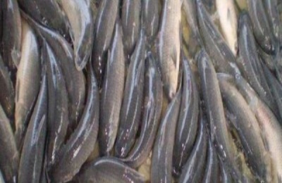 鲤鱼苗多少钱？鲤鱼养殖成本利润分析