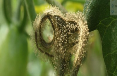 治灰霉病的最佳农药有哪些