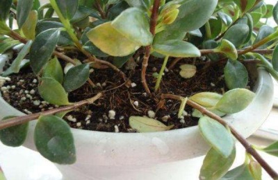 金鱼吊兰用什么肥