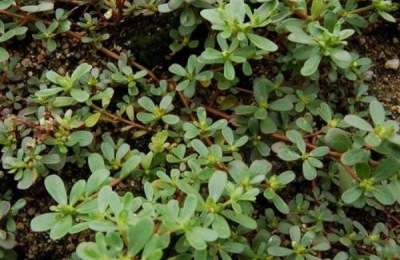 常见的观赏草品种有哪些？四大观赏草品种特点及价格介绍